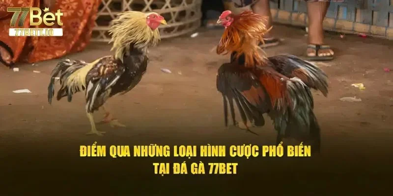 Điểm qua một vài thể thức cược gà chọi đá đỉnh cao tại 77BET.