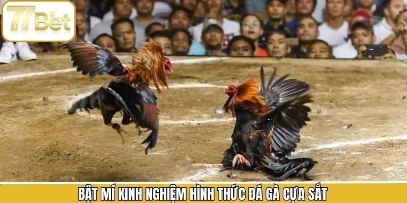 Hé lộ các chiến thuật thắng chắc trong đá gà cựa sắt