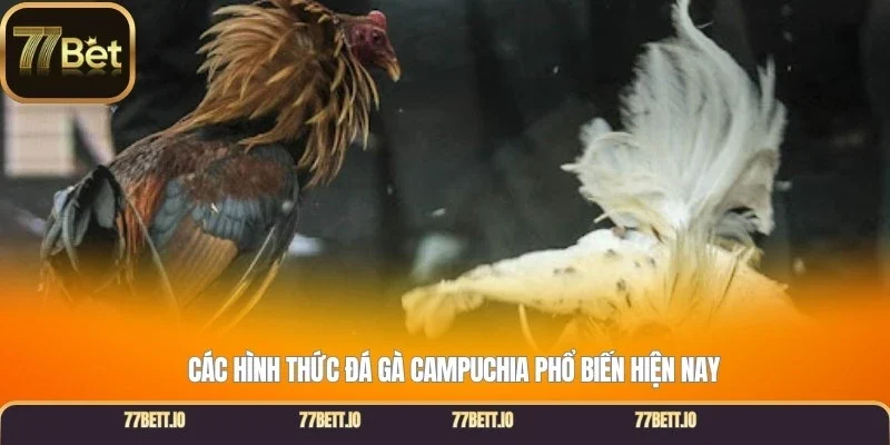 Các hình thức đá gà Campuchia phổ biến hiện nay