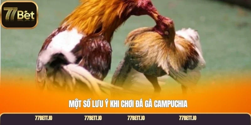 Một số lưu ý khi chơi đá gà Campuchia