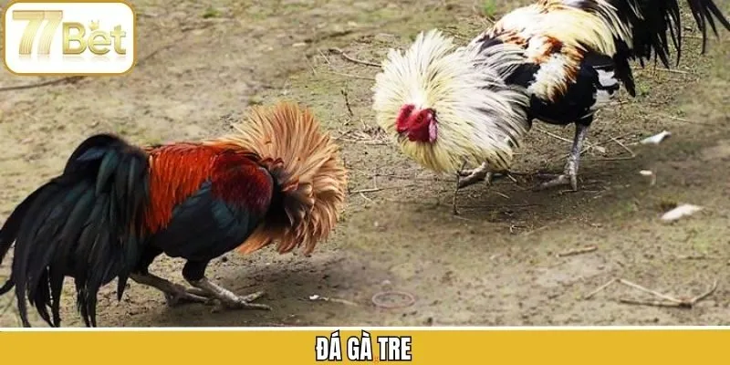 Đá Gà Tre 77BET - Trải Nghiệm Cá Cược Chọi Kê Kịch Tính