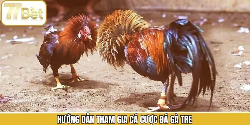 Tiến trình tham gia chọi kê tre đơn giản, nhanh gọn