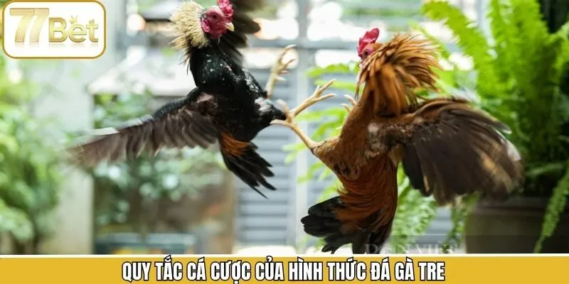 Nắm rõ luật đá gà tre tại nhà cái 77BET