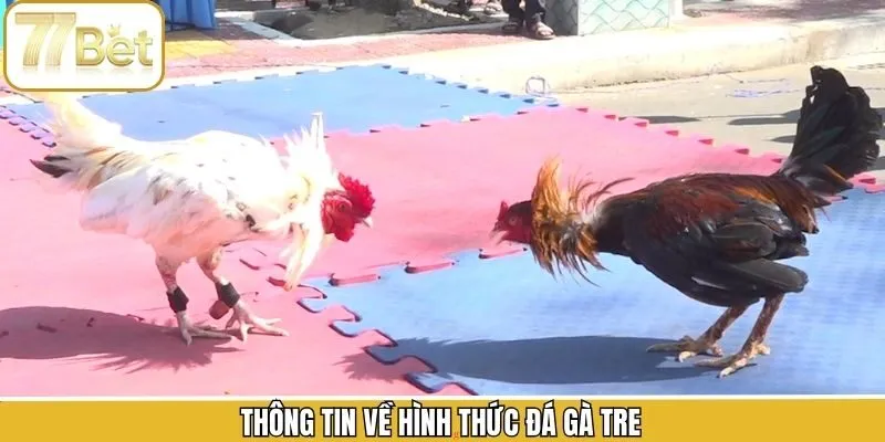 Thông tin tổng quan về chọi kê tre
